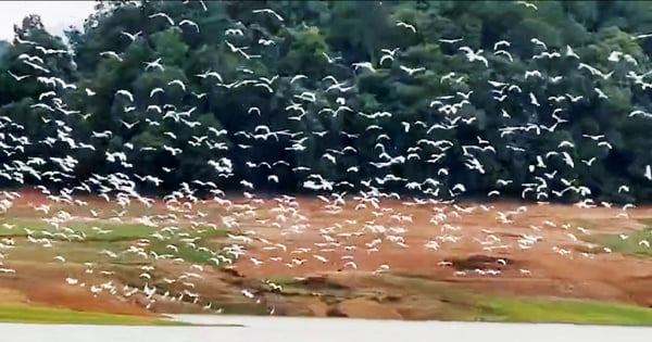 Una bandada de pájaros salvajes volando hermosamente como en una película en el lago Ke Go, Ha Tinh, ¿qué tipo de pájaros son esos?