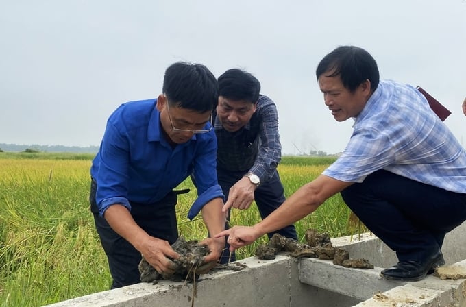 Vérification de la source des vers de terre dans les rizières biologiques de la coopérative agricole de Thong Nhat. Photo : Nguyen Hoan.