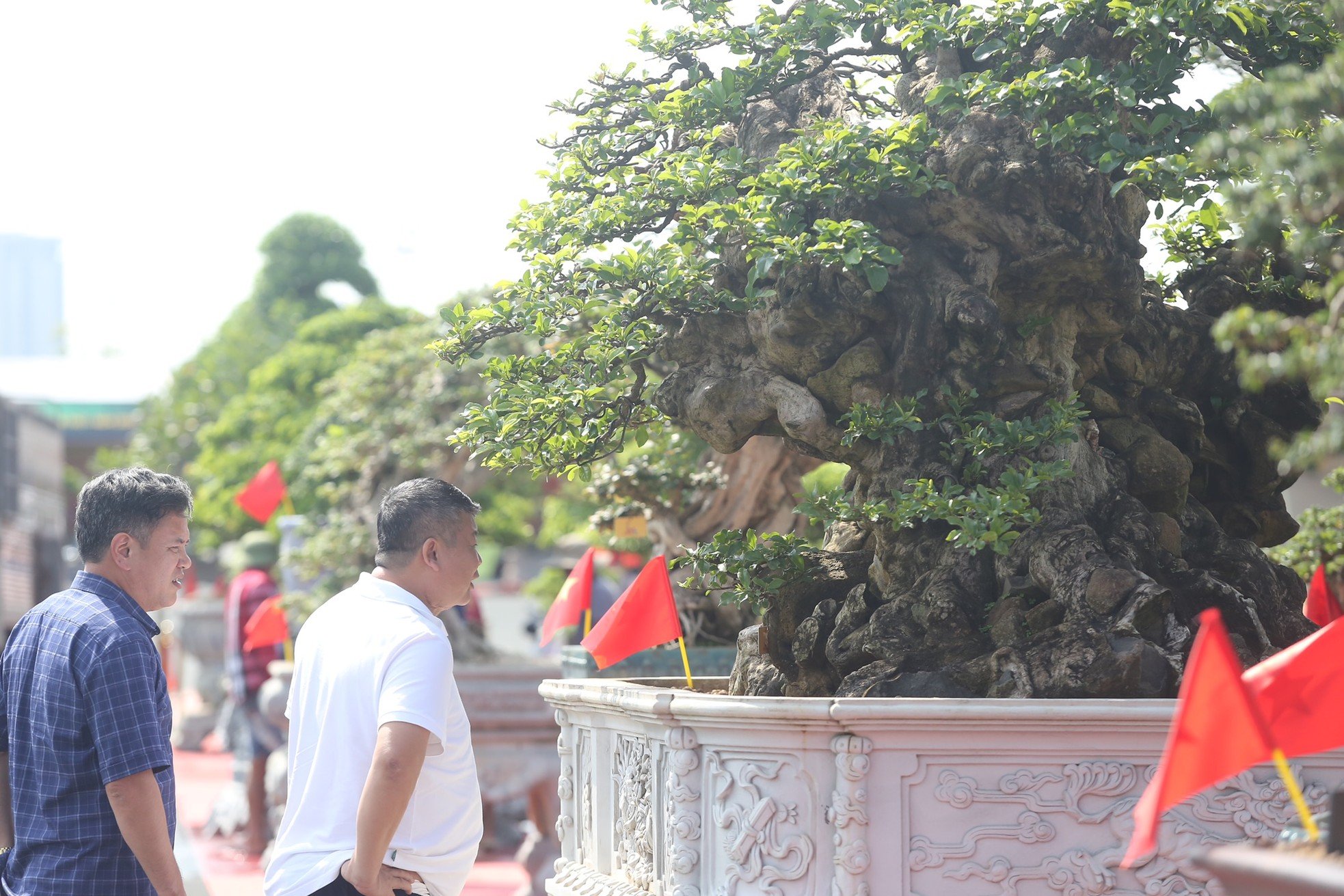 ชมต้นไทรรูปร่างประหลาดโบราณมูลค่านับหมื่นล้านดองในฮานอย ภาพที่ 22