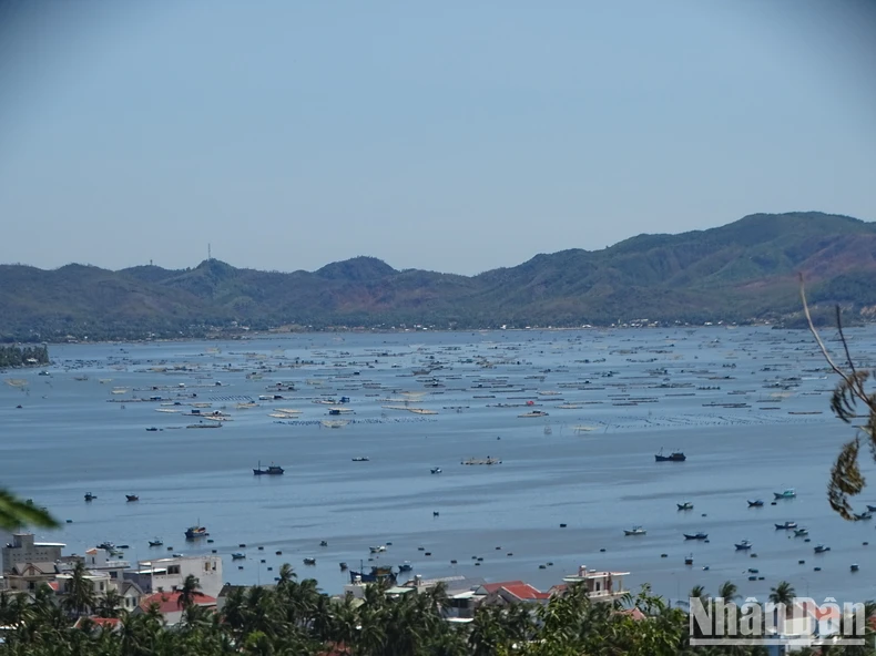 Phu Yen tourism flourishes in early spring photo 3