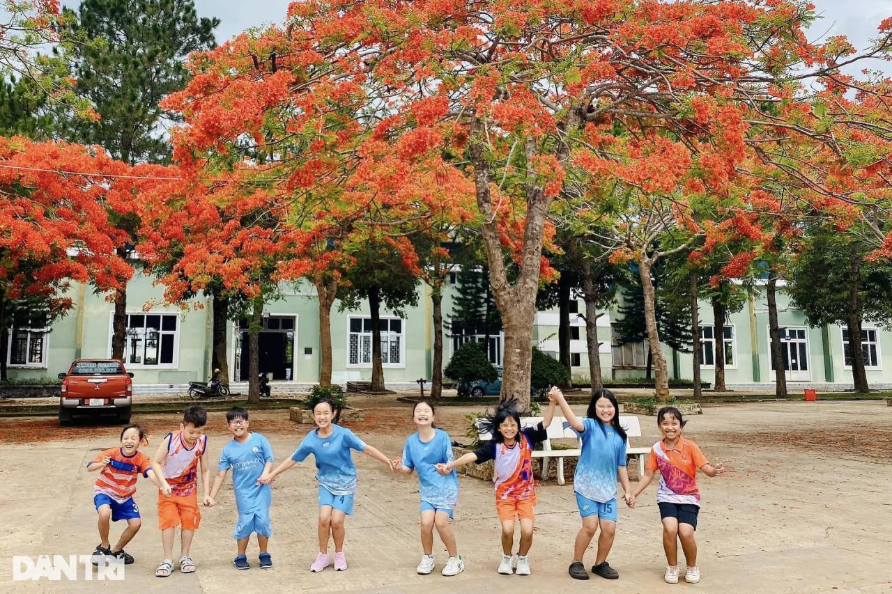 Hoa phượng nhuộm đỏ sân trường ở phố núi Gia Lai - 10