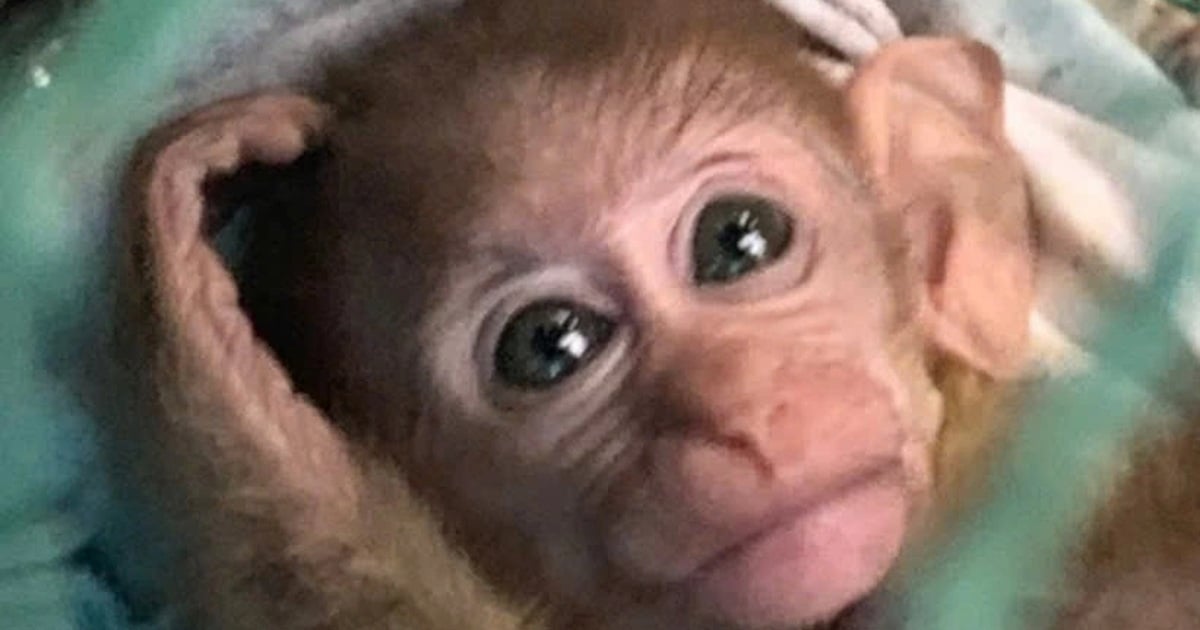 Une femme achète un singe blessé pour l'élever et découvre qu'il s'agit d'une espèce rare