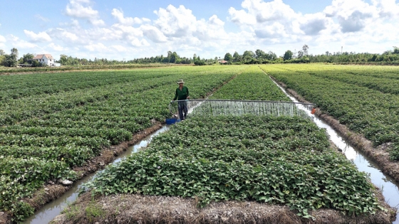 Vinh Long moderniza la cadena de valor de la batata hacia la producción orgánica