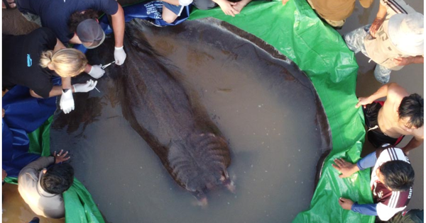 Guinness recognizes giant stingray in Mekong River as the world's largest