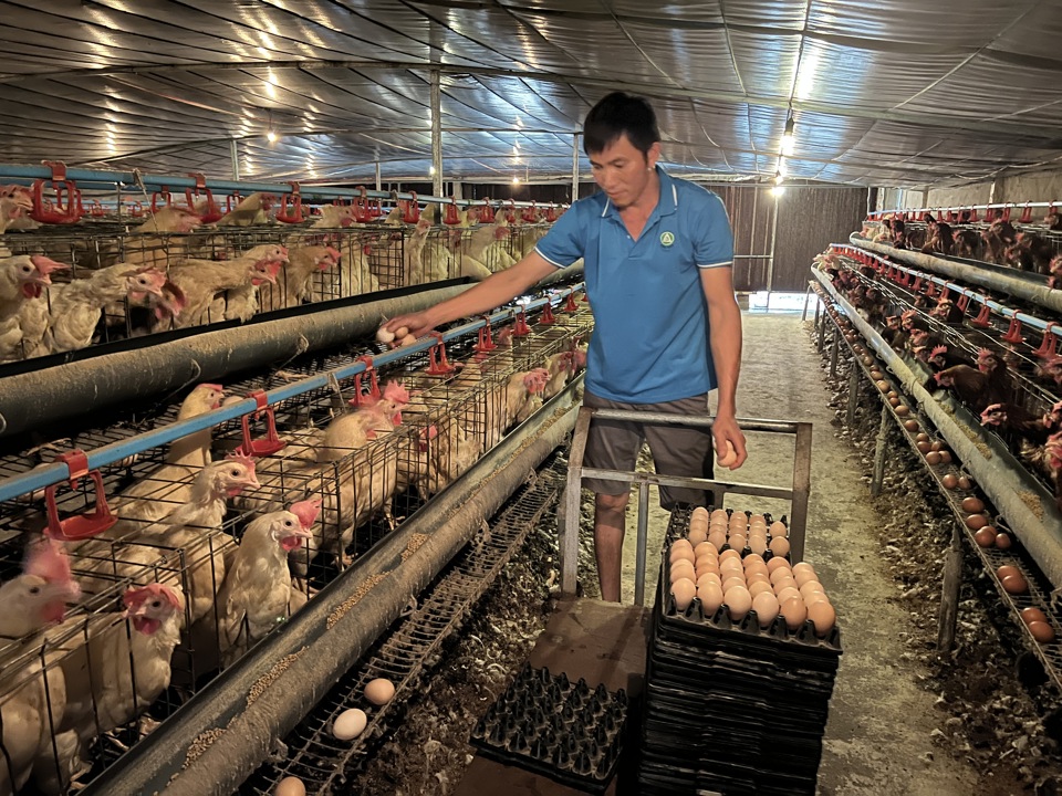 Der Besitzer einer Hühnerfarm in der Gemeinde Lien Chau im Bezirk Thanh Oai lieh sich Kapital vom Hanoi Agricultural Promotion Fund. Foto: Anh Ngoc