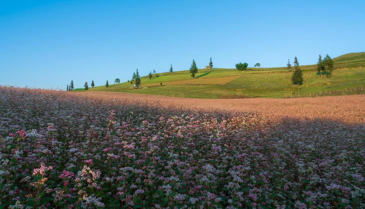 Pendant cette période, la prairie de Suoi Thau est remplie de champs de maïs, de prairies vertes et de fleurs de sarrasin qui fleurissent au milieu d'une mer de nuages ​​blancs à perte de vue.