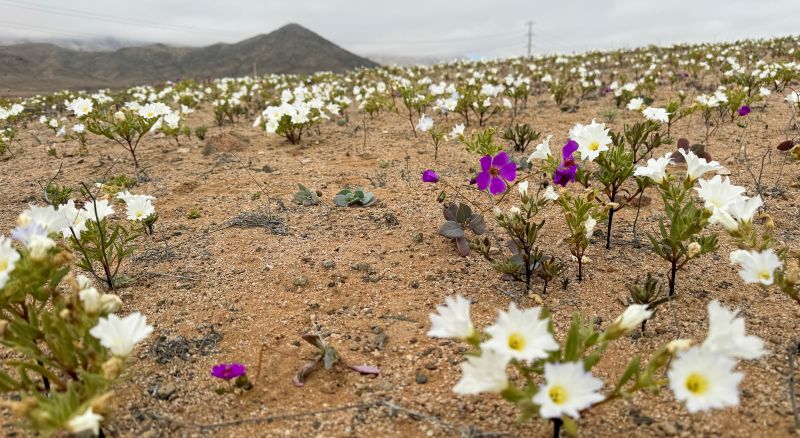 The most desolate desert on the planet is pictured 1