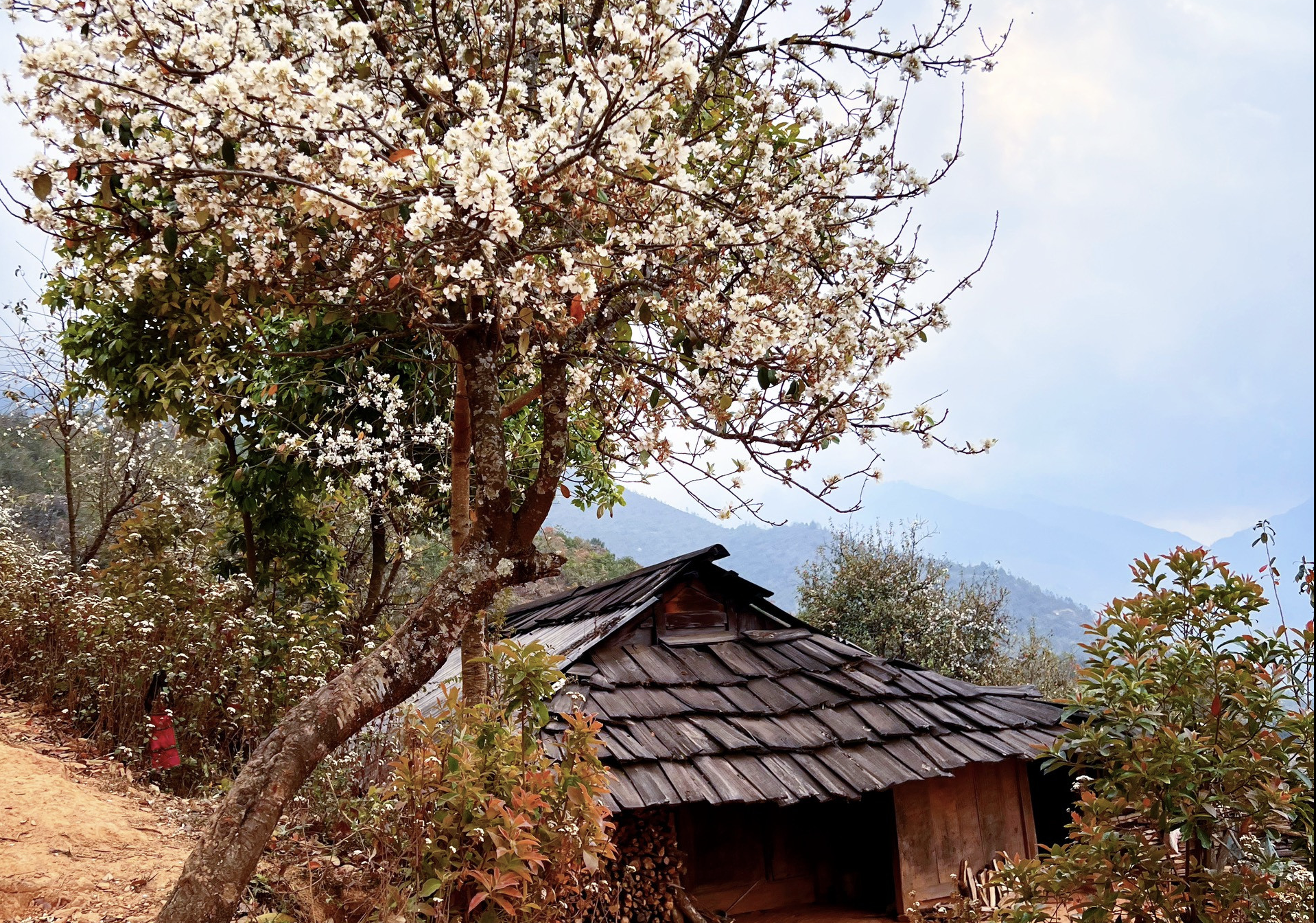 Tourists hunt for hawthorn flowers, have a very "chill" dinner under a hundred-year-old tree