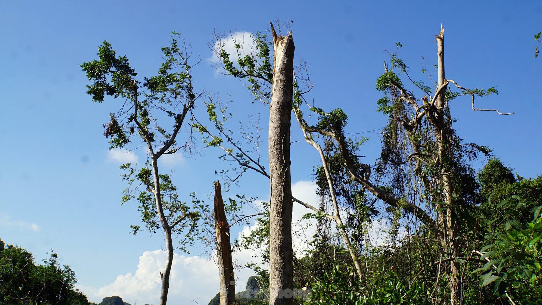 La forêt du parc national de Cat Ba dévastée par la tempête n°3 photo 6