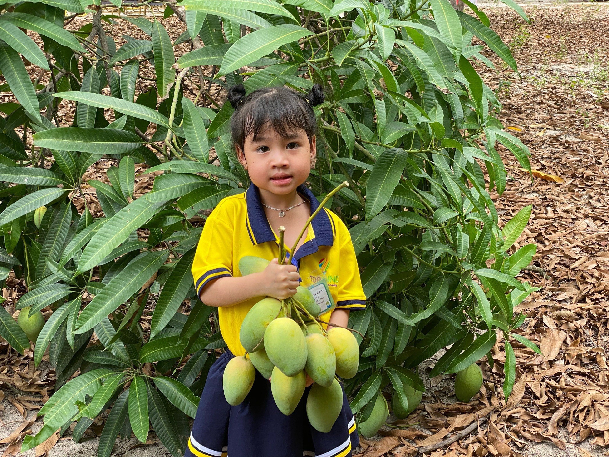 Một vùng đất của tỉnh Khánh Hòa có những cây xoài cổ thụ, du khách kéo đến check in, nông dân chỉ việc thu tiền- Ảnh 4.