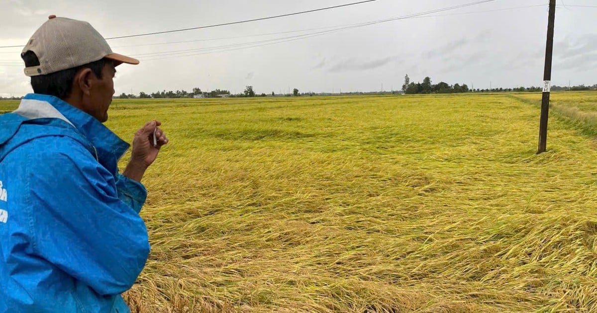 More than 8,000 hectares of rice in Bac Lieu were knocked down due to thunderstorms.