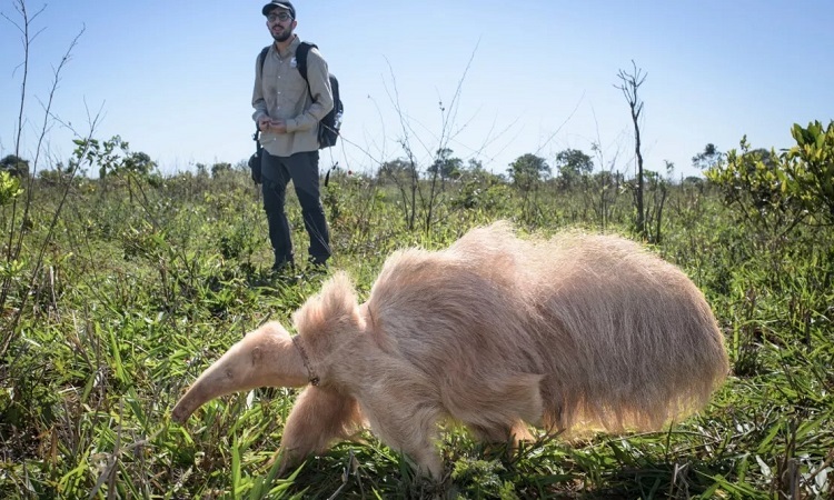 Der einzige Albino-Ameisenbär der Welt