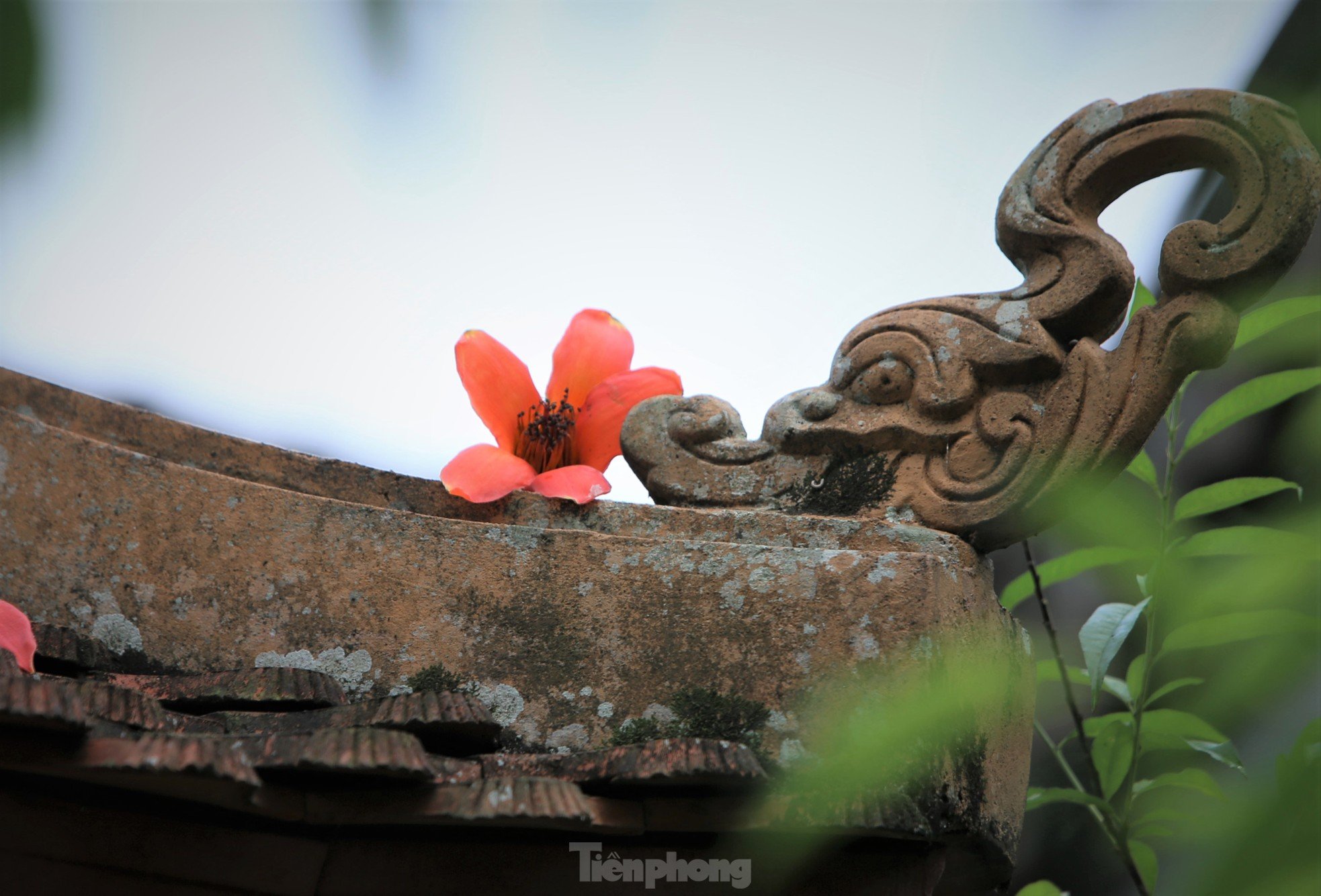 Fascinated by the ancient cotton trees blooming in the hometown of the great poet Nguyen Du photo 6
