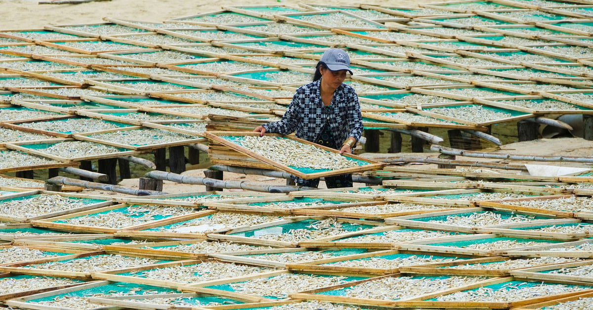 Phu Quoc people work hard to make dried shrimp and fish to sell for Tet