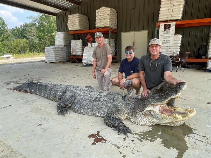 Crocodile de plus de 4 mètres de long capturé après 7 heures de lutte dans la rivière - 1