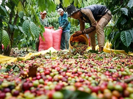 Giá nông sản ngày 18/1/2025: Cà phê tăng đáng kể, hồ tiêu duy trì ổn định