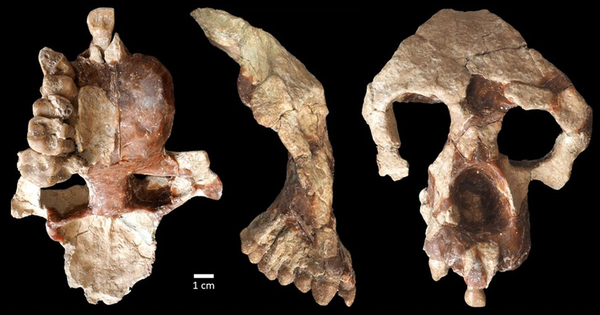 Nuevas pistas sobre el origen de los humanos