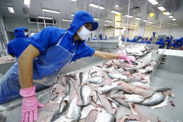 China ist der größte Verbrauchermarkt für vietnamesischen Pangasius.