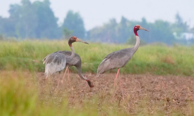 Японские журавли возвращаются в заповедник Phu My Species - Habitat, март 2024 г. Фото: Лам Куанг Нгон