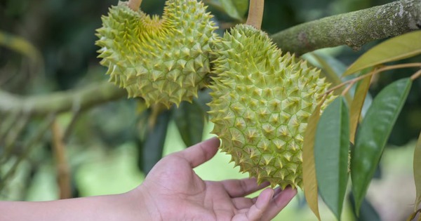 China's domestic durian output much lower than estimated?