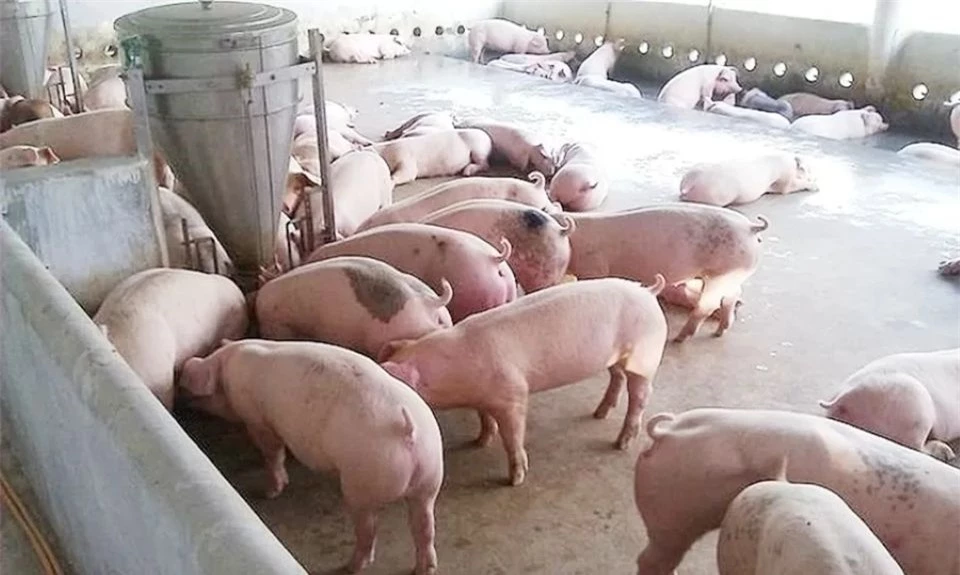 Schweinepreis am 8. Dezember 2024: Viele Orte erreichen 64.000 VND/kg