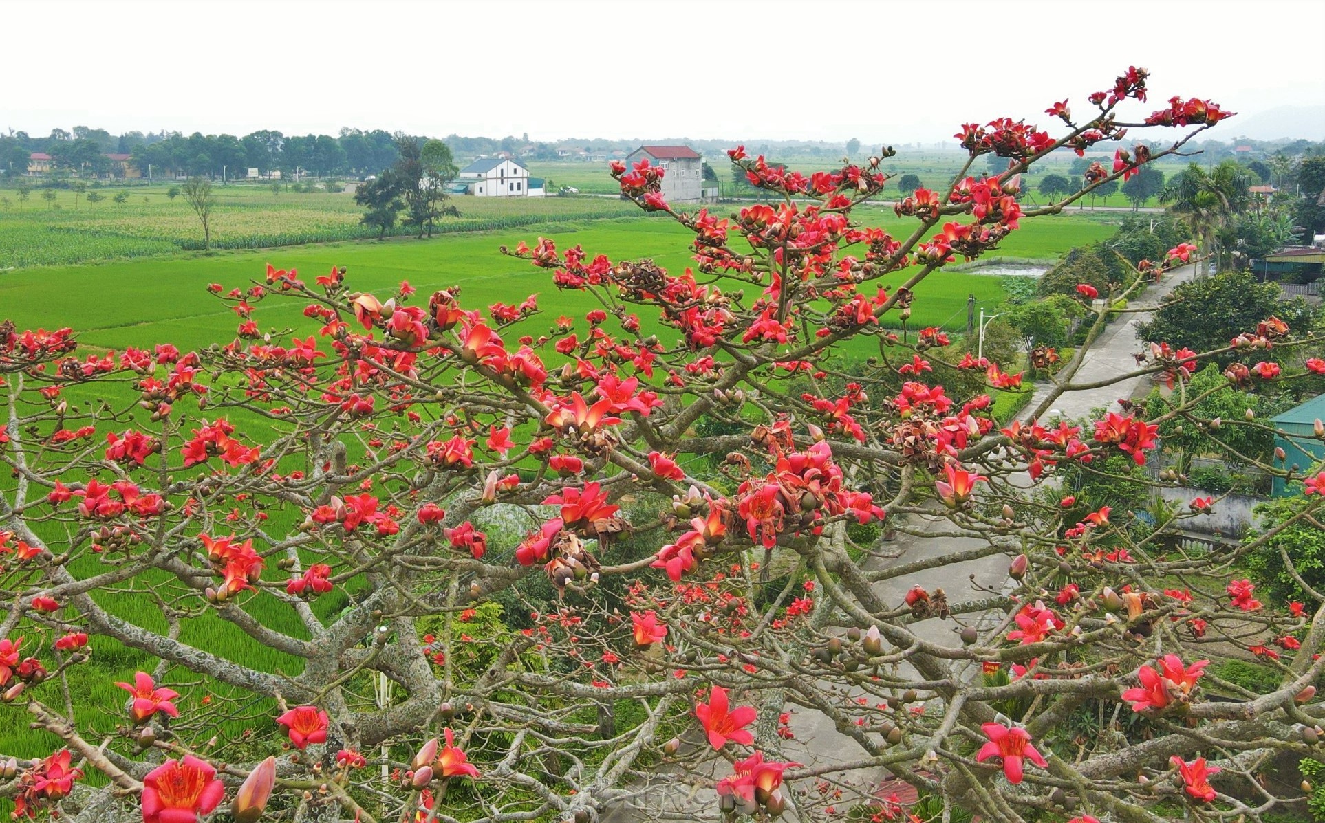Fascinated by the ancient cotton trees blooming in the hometown of the great poet Nguyen Du photo 3