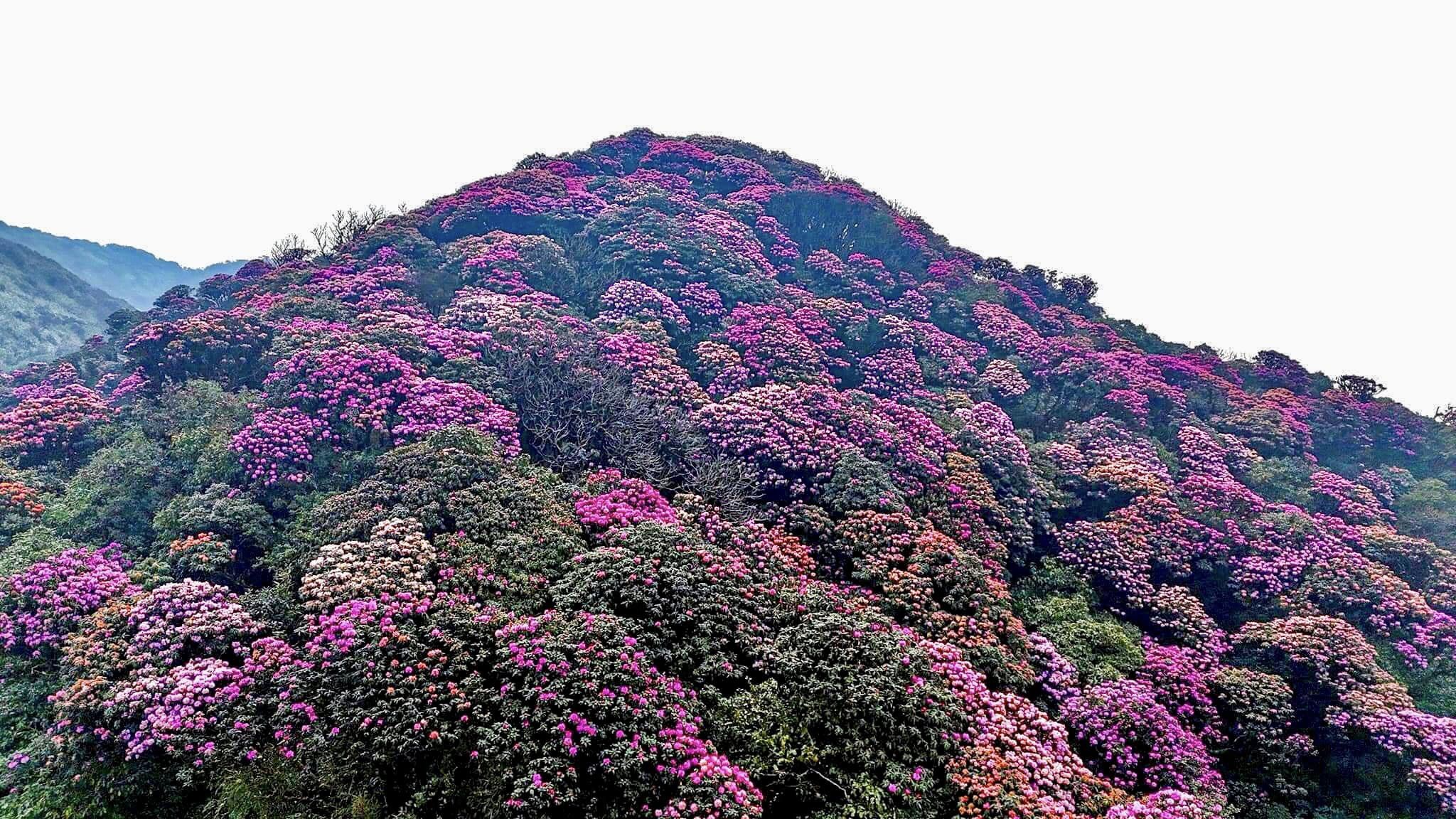 Les fleurs colorées des rhododendrons fleurissent à une altitude de plus de 2 500 m, couvrant une zone montagneuse. La zone du pic Do Quyen, où les fleurs sont les plus belles et les plus abondantes, se trouve sur la route entre Si Thau Chai et Ta Leng (près du refuge de Si Thau Chai). De là, les visiteurs doivent grimper encore une journée pour atteindre le pic Putaleng.