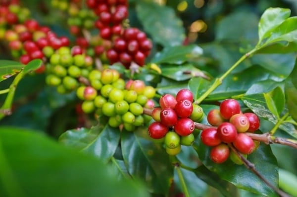 Los precios del café se recuperaron, la oferta de Robusta se reducirá