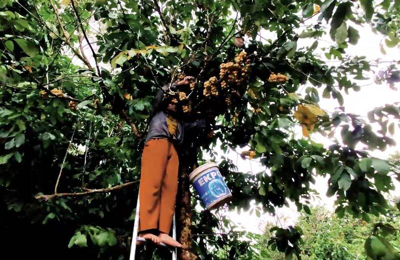 People in the mountainous areas of Quang Nam are harvesting ripe longan. Photo by Hoang Bin