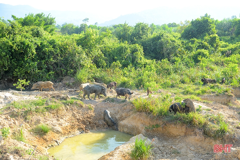 9X Nghi Xuan recupera tierras montañosas para criar cientos de jabalíes