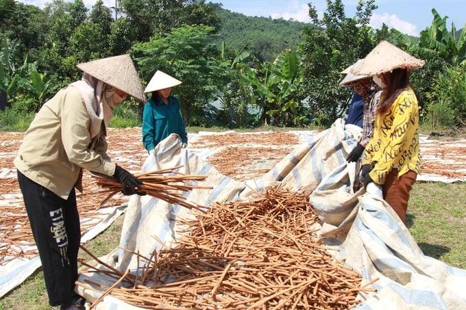 Đến nay, toàn tỉnh Yên Bái có hơn 14.500ha quế được cấp chứng chỉ hữu cơ. Ảnh: Thanh Tiến.