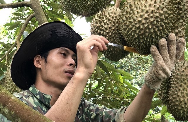 Durian bietet den Bauern noch immer eine stabile Einnahmequelle. Foto: Bao Trung