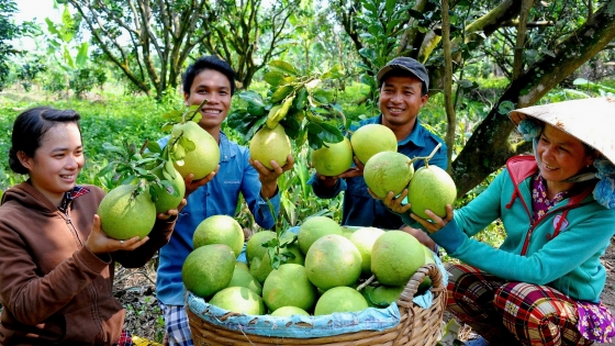 Sắp diễn ra lễ hội về bưởi lần đầu tiên tại Đồng Nai