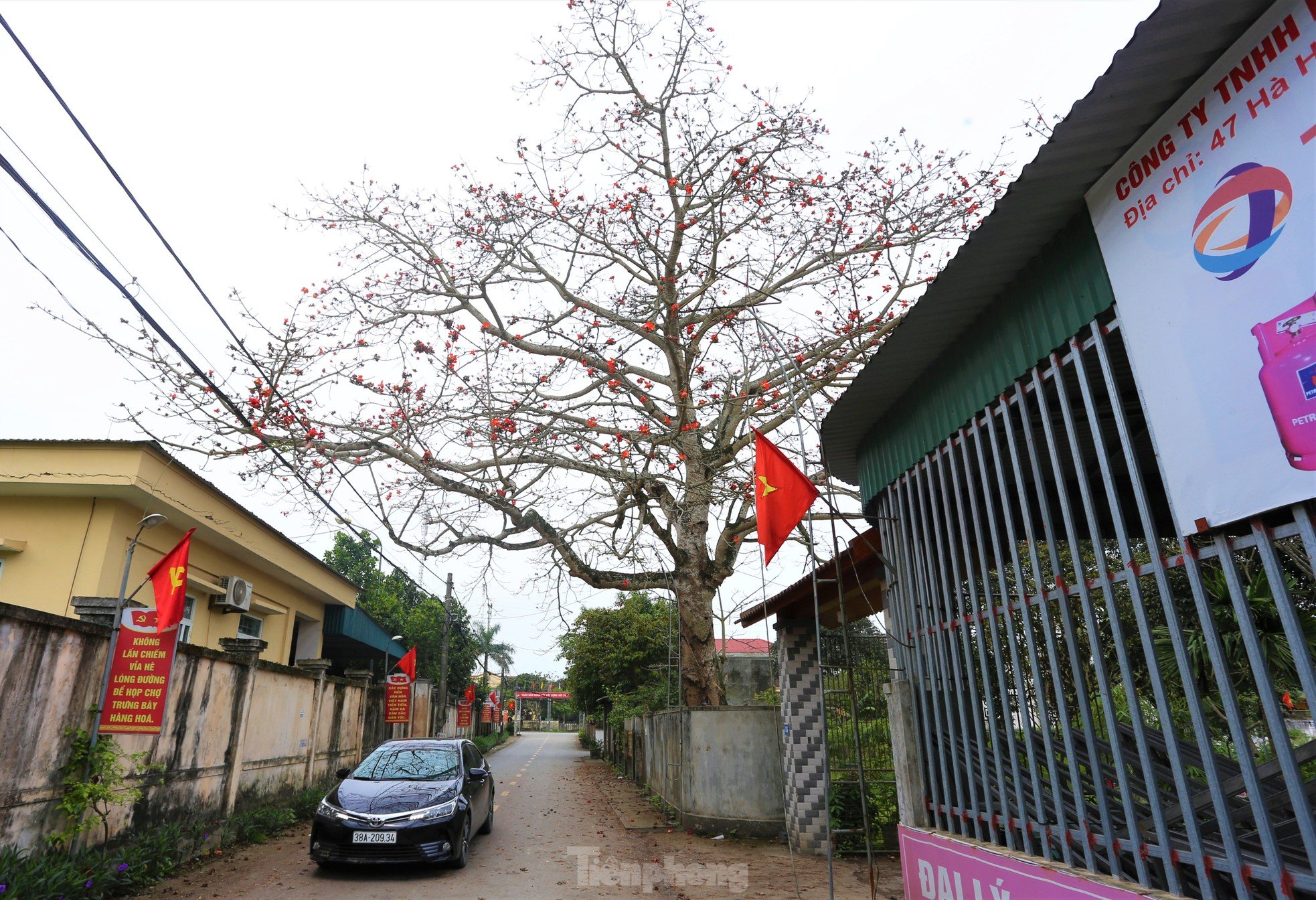 Fascinated by the ancient cotton trees blooming in the hometown of the great poet Nguyen Du photo 7