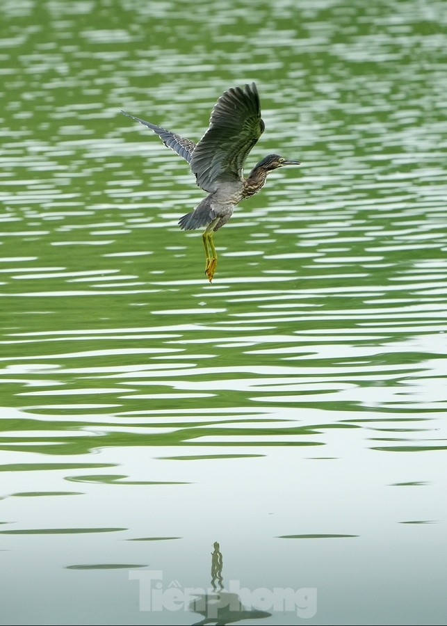 Les touristes apprécient de voir des volées d'oiseaux nicher naturellement au bord du lac Hoan Kiem, photo 6