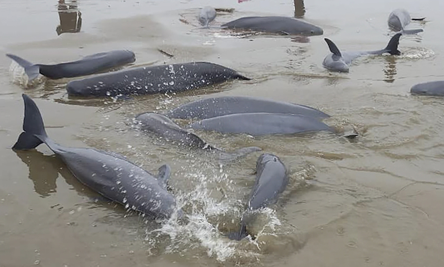 Les pêcheurs ont capturé un groupe de dauphins pesant près d'une tonne.