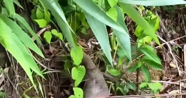 Liberación de fauna exótica en el Parque Nacional Bach Ma