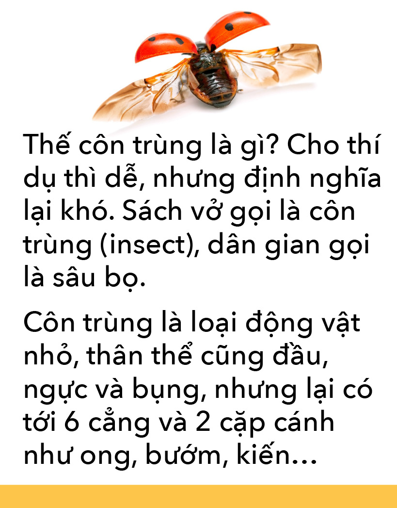 Món côn trùng, bếp núc ngày càng sáng tạo - Ảnh 4.