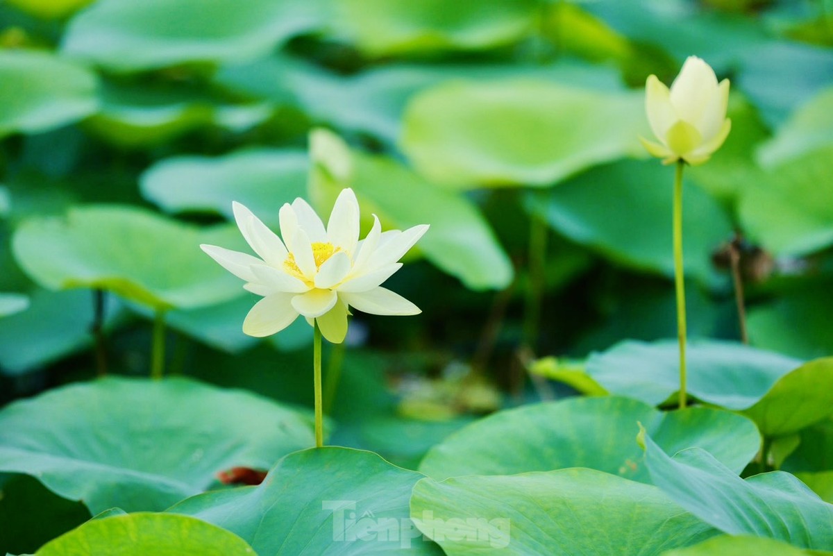 Des jeunes portant l'Ao Dai prennent des photos à côté de fleurs de lotus blanches, photo 3