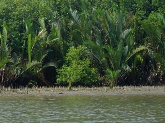 Binh Dinh applies DNA technology to preserve water coconut tree genes