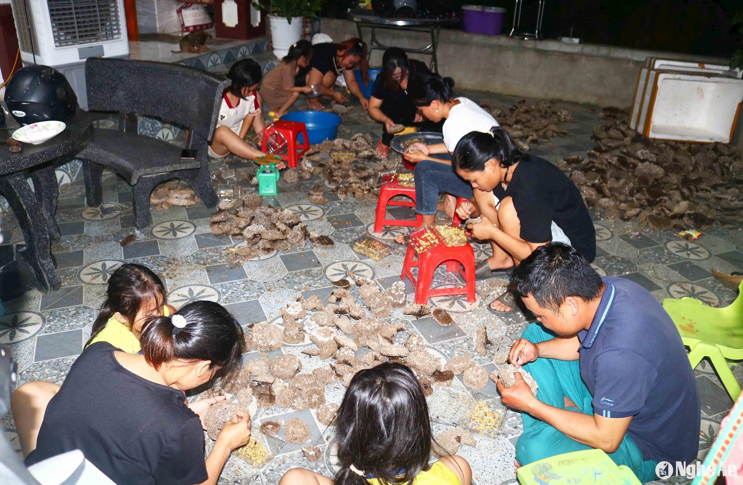 Người dân Nghệ An đổ xô vào rừng săn tổ ong, vài ngày lại có thương lái Trung Quốc đến mua, trả giá tiền triệu- Ảnh 4.