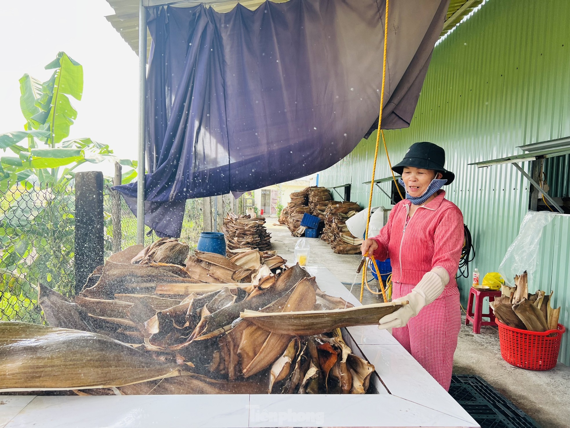 Biến phế phẩm mo cau thành hàng xuất khẩu ảnh 6