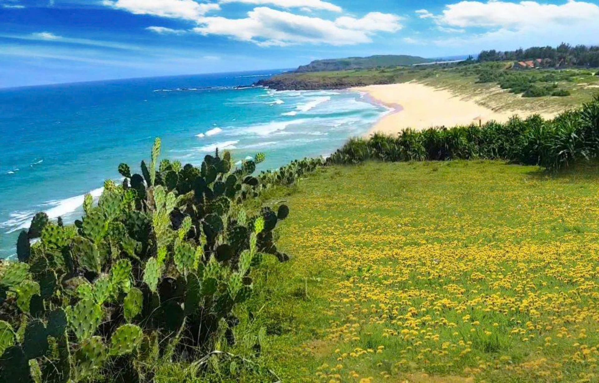 Das Set von „Ich sehe gelbe Blumen auf grünem Gras“ in Phu Yen ansehen, bevor man einen neuen Mantel anzieht – 5