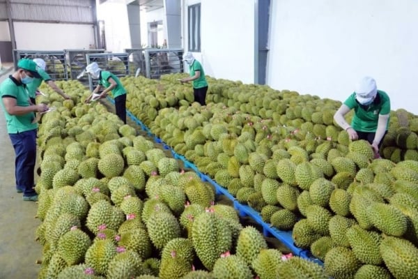 Las exportaciones de frutas y verduras a Corea del Sur y Tailandia aumentan drásticamente