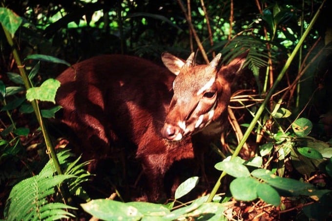 사올라는 베트남의 산과 숲에서 서식하는 희귀한 발굽동물이다. 사진: WWF 베트남