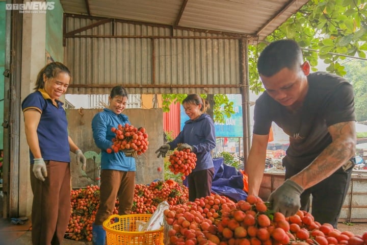 Bac Giang: Los agricultores se apresuran a llevar lichis para pesarlos y venderlos, las calles se tiñen de rojo - 10