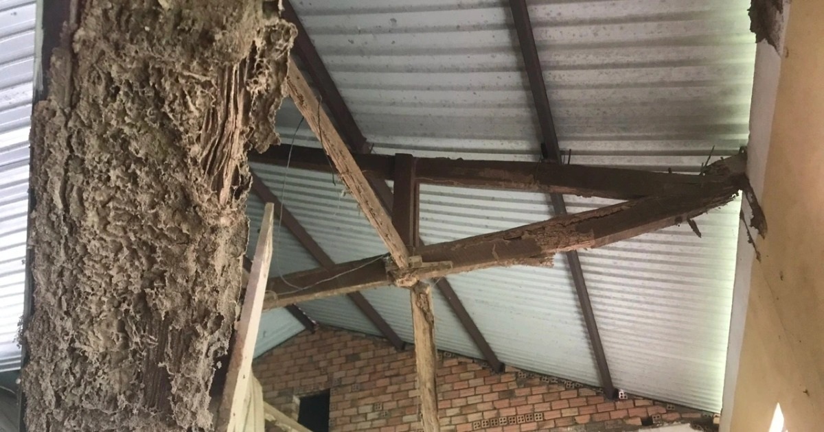 L'ensemble du plafond de la salle de classe s'est effondré à cause des dégâts causés par les termites aux poutres.