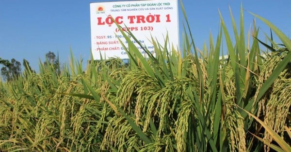 Loc Troi មានអគ្គនាយកថ្មី ជួបការលំបាកយ៉ាងណា?