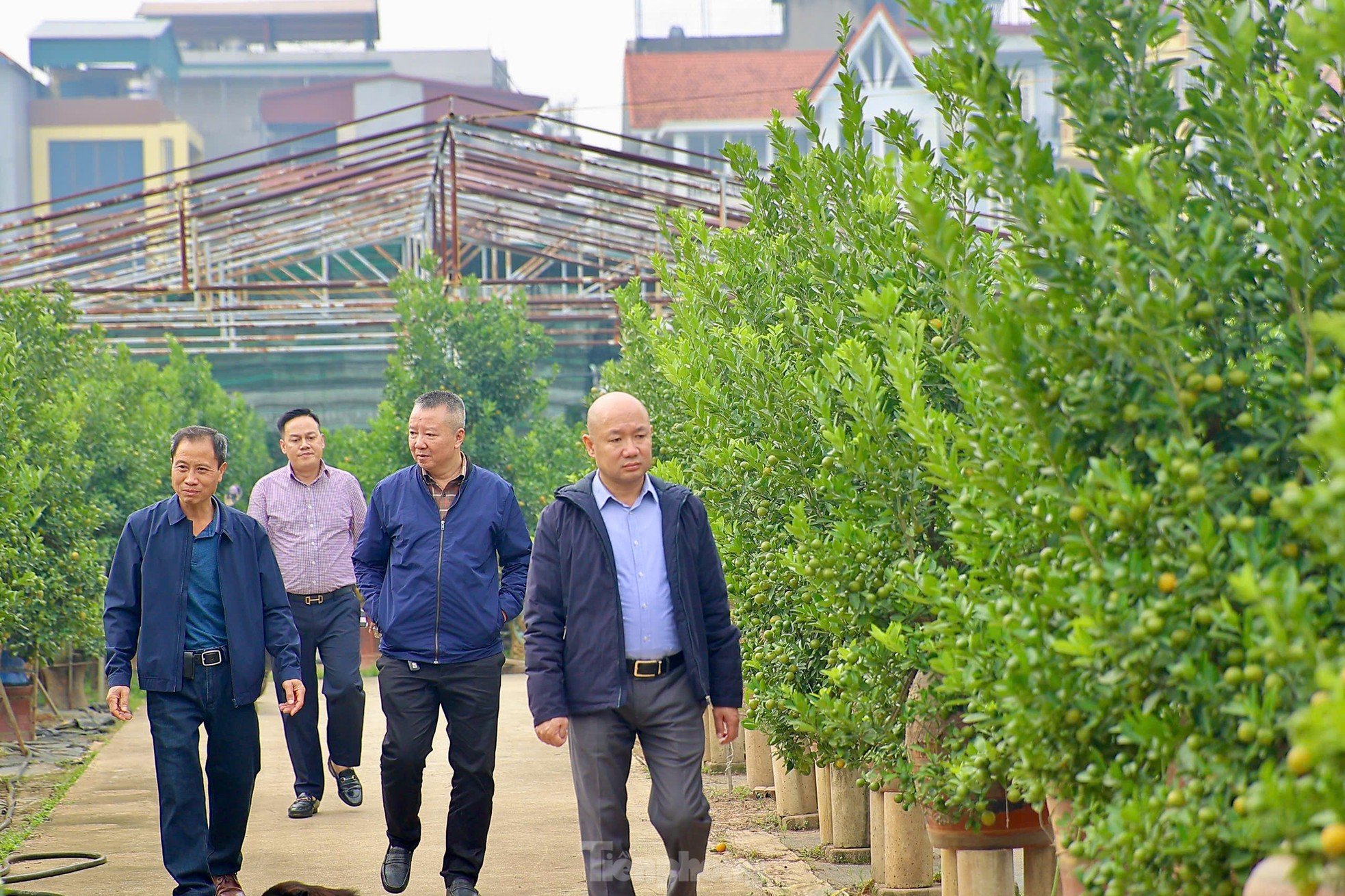 Les kumquats jaunissent, les jardiniers de Tu Lien sont occupés à préparer le Têt, photo 16