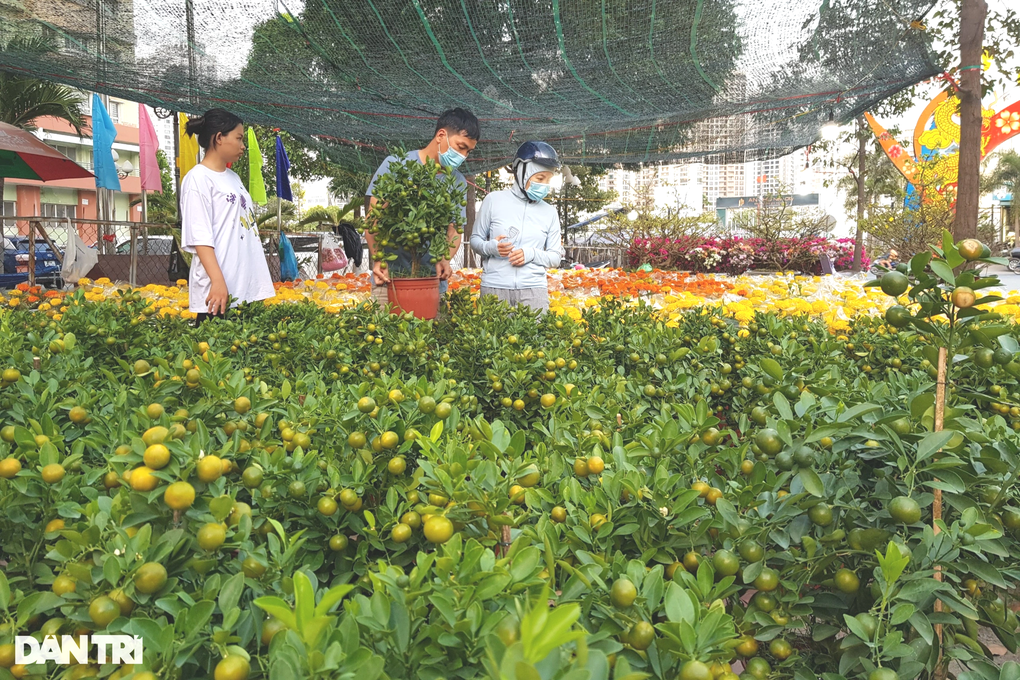 Hoa, cây cảnh trưng Tết năm nay ở TPHCM có giá mềm đến bất ngờ - 1